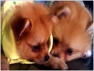 pomerania puppies for sale