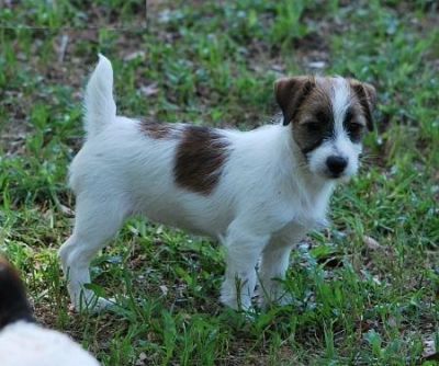 Jack ruseel puppies