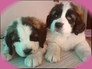Sweet saint Bernard puppies for new homes