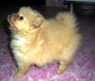 pomerania puppies for sale