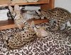 Serval and Savannah Kittens Available