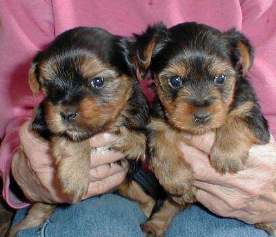 Yorkie Puppies For Free Adoption...