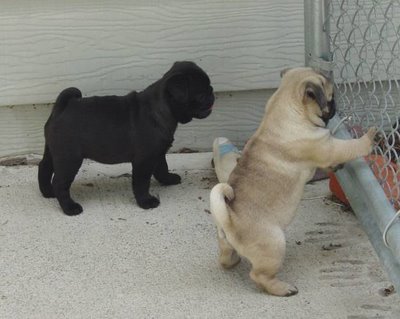 Beautiful Pug Puppies For Re homing