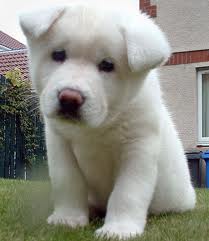 akita puppy in  great need of a great home do contact for more details