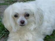 ex mas maltese puppy for free adoption