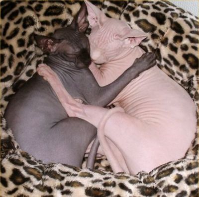 sphynx kittens for adoption 