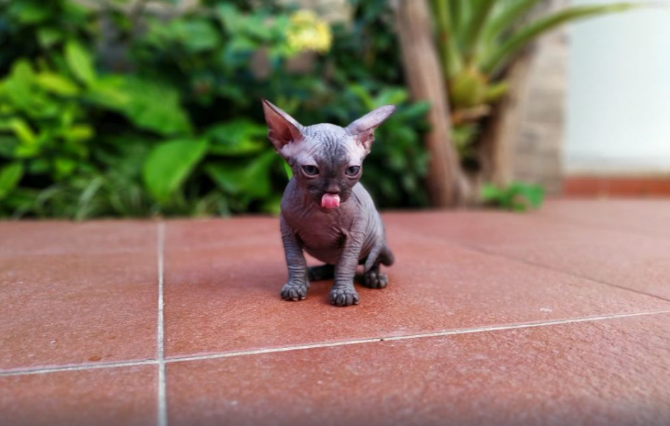 Sphynx Kittens for sale