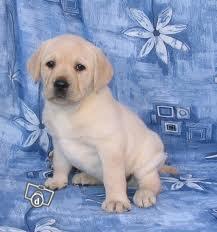 Labrador Retriever Puppies Available