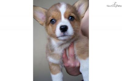 Pembroke welsh corgi puppies