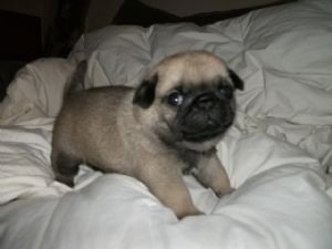 fawn and black Pug Puppies - for re homing