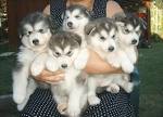 ALASKAN MALAMUTE PUPPIES FOR SELL