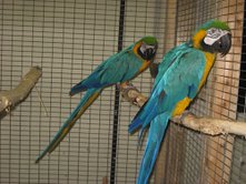   Exotic Macaw parrot birds available