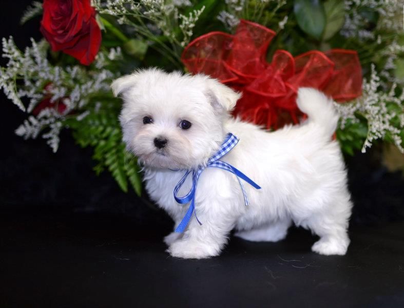 Male and Female Maltese puppies 