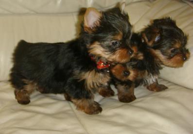 adorable amle and female yorkie terrier puppies for free adoption