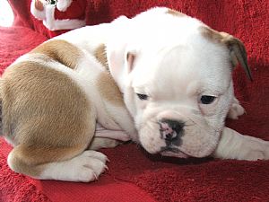 Stunning Quality British Bulldog Puppies Available For Adoption