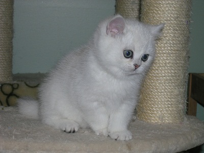soo cute british shorthair kitten for X mas