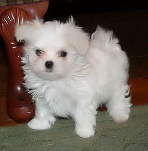 adorable maltese puppy for sale