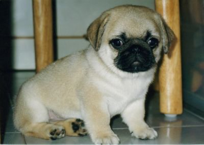 Male and Female Pug Puppies Available For Adoption