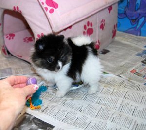****Teacup Pomeranian Puppies For Adoption*****