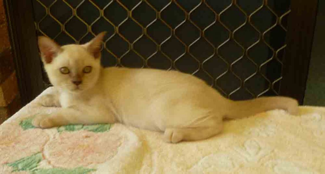 Burmese Kittens Available.