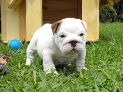 Beautiful Pedigree New Bullie Puppies, Lovingly Home Reared With Children ... for sale.