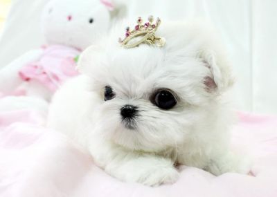 A kc Home trained maltese puppies for adoption