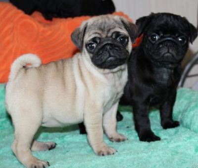 Charming pug Puppies 