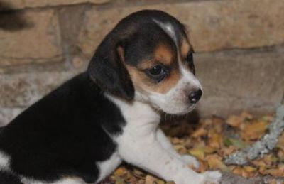 Beagle Puppies