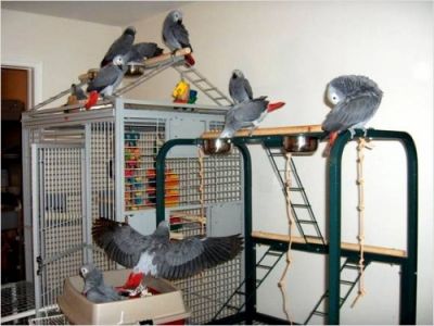   Exotic Macaw parrot birds available