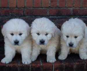 golden retriever puppy for sale 