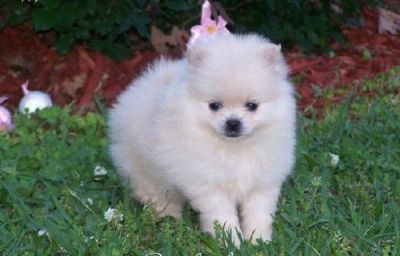 Tiny Micro Teacup Pomeranian Puppies Available Now!