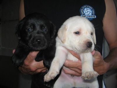 Chocolate Labrador Retrievers