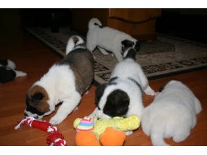 Cute lovely Akita puppy