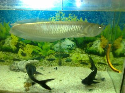 We supply live Super Red, Red Asian Arowana,jardini Arowana,Chili Red,Golden Arowana and others