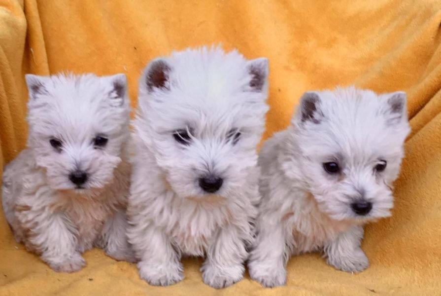 Ready Now West Highland Terriers
