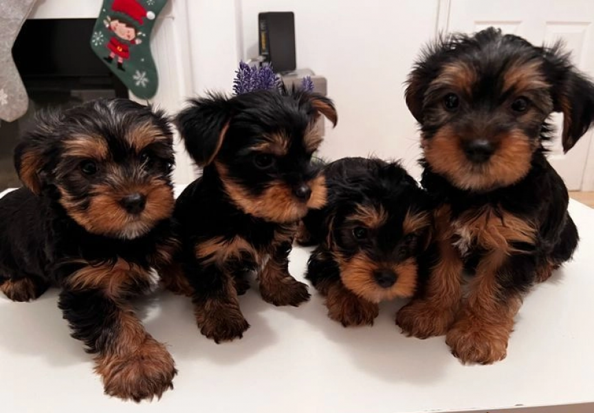 Yorkshire terrier puppies