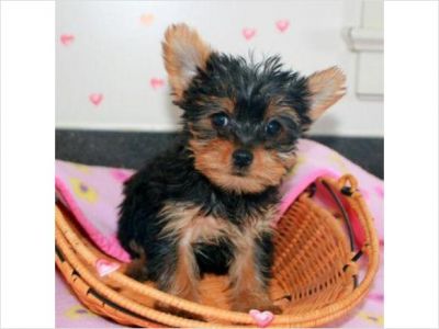 Adorable Male And Female Yorkie Puppies Ready For A New Home