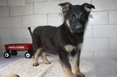 German Shepherd puppies ready now