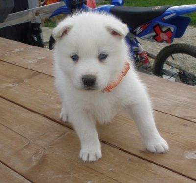 White Samoyed Puppies Available For Sale Now