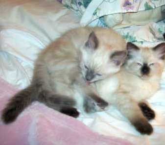 enchanting male and female ragdoll kittens for free adoption