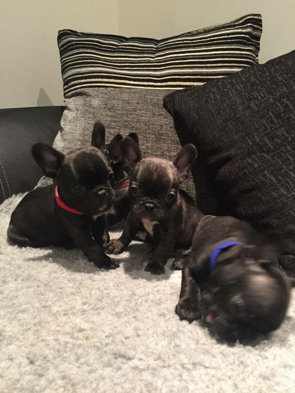 Purebred French Bulldog Puppies
