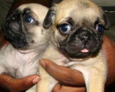 outstanding male and female pug puppies for adoption