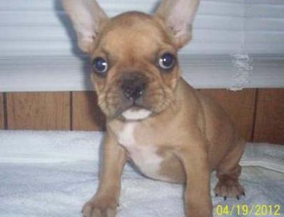Humble and admirable French Bulldog Puppies For Sale 
