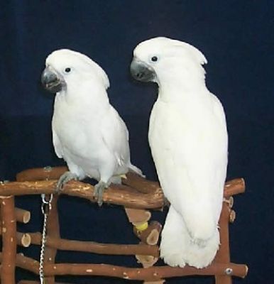 Sweet Umbrella Cockatoo birds for Adoption