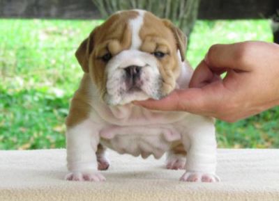 Beautiful Pedigree New Bullie Puppies, Lovingly Home Reared With Children ... for sale.