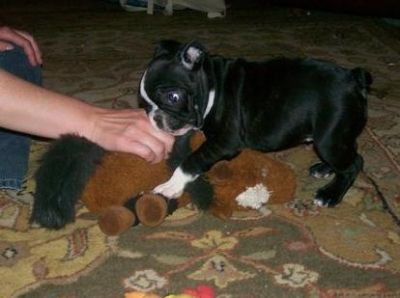 well trained french bulldog pupies available