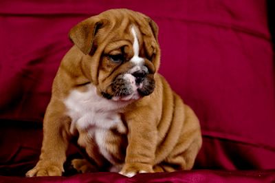 Quality English Bulldog Puppies For Adoption