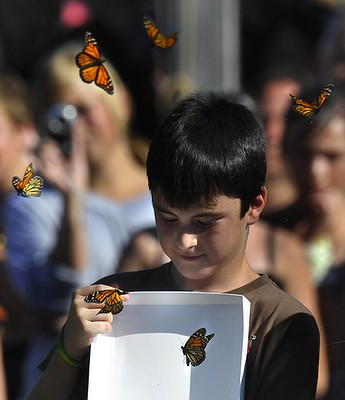 Live Butterflies for Release- Wedings
