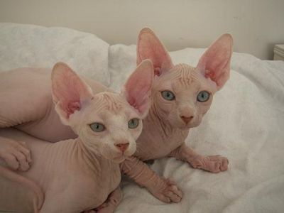 2 beautiful sphynx kittens ready 