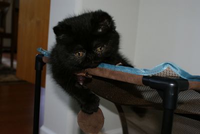 Super Nice Exotic Short Hair Show Kitten Available